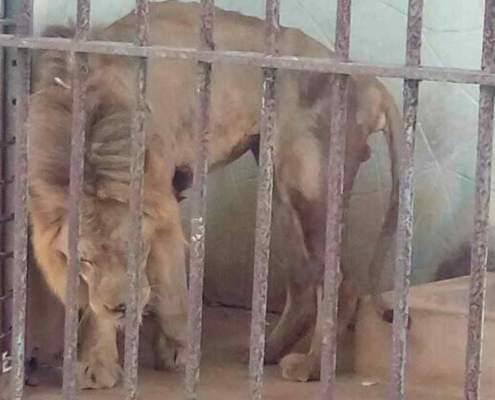 El deplorable estado de los leones en un zoológico de Matanzas