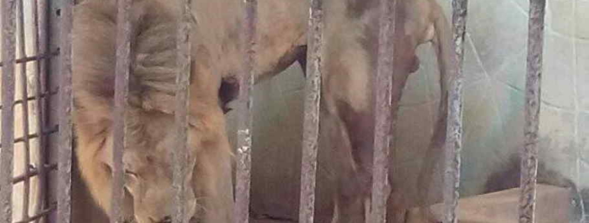 El deplorable estado de los leones en un zoológico de Matanzas