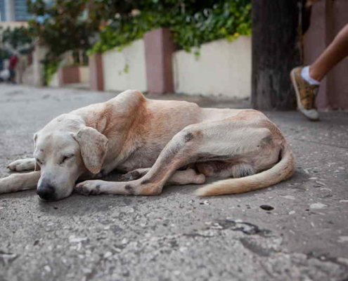 Reportaje en la prensa cubana critica el envenenamiento de animales callejeros por parte de Zoonosis