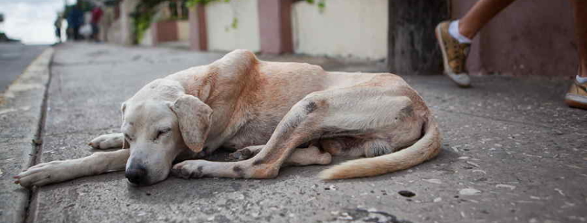 Reportaje en la prensa cubana critica el envenenamiento de animales callejeros por parte de Zoonosis