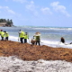 Invasion massive d’algues sargasses, une situation alarmante a Cuba