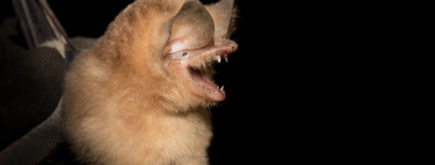 Rare Cuban bats get 'manicures' so numbers can be counted