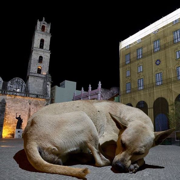 Cuban artist raises his voice in favor of an animal protection law