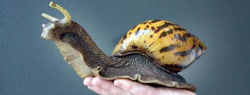 HAVANA CALL FOR VOLUNTEER WORK TO ELEMINATE THE AFRICAN GIANT SNAIL