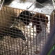 Perros de raza viven "enjaulados las 24 horas" en La Habana