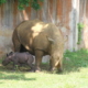 Nace rinoceronte blanco en el Zoológico de La Habana
