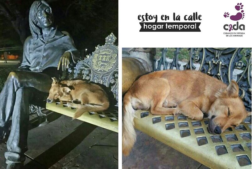 Perrita duerme junto a la estatua de John Lennon en La Habana tras ser abandonada