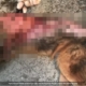 Maltrato animal en Cuba: una mujer quema a un perro callejero