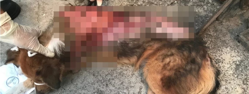 Maltrato animal en Cuba: una mujer quema a un perro callejero