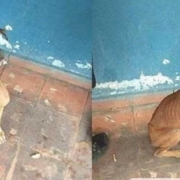 Ofrecen en adopción a perra callejera para evitar que la echen a pelear en La Habana