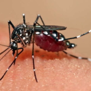 Cuban dengue vaccine candidate beginns preclinical trials