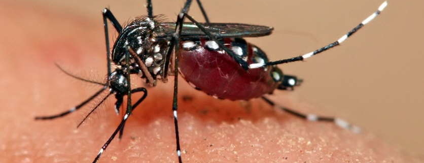 Cuba realiza prueba para el control del mosquito a través de la técnica del 'insecto estéril'