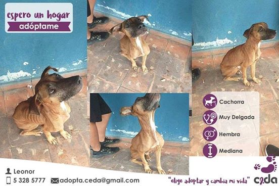 Ofrecen en adopción a perra callejera para evitar que la echen a pelear en La Habana