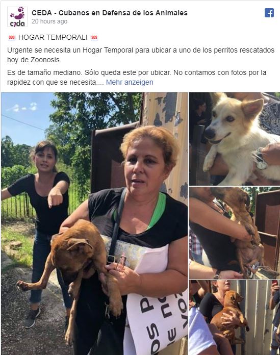 Cubanos consiguen liberar a perros capturados por Zoonosis en La Habana