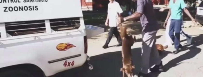 Cubanos denuncian la matanza de perros callejeros en La Habana