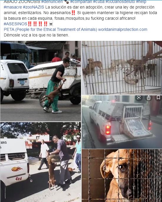 Cubanos denuncian la matanza de perros callejeros en La Habana