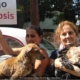 Les Cubains parviennent à libérer les chiens capturés par Zoonosis à La Havane
