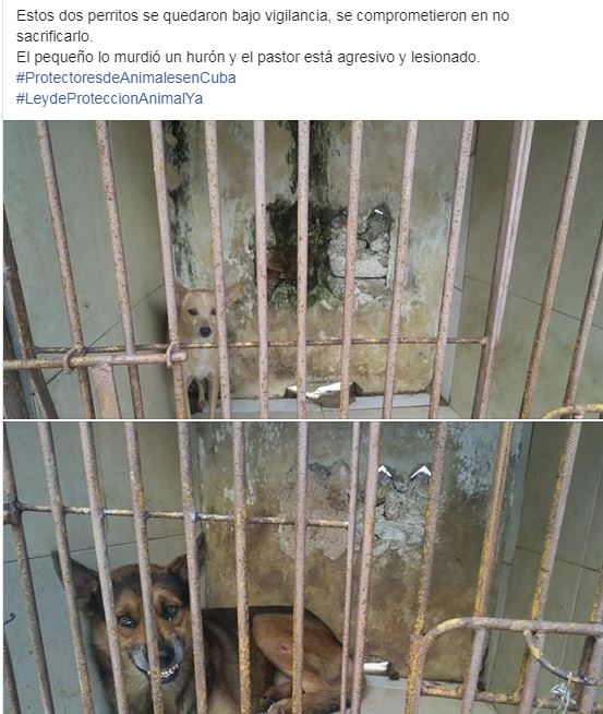 Cubanos consiguen liberar a perros capturados por Zoonosis en La Habana