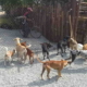 Inauguran refugio para perros callejeros en Santa Clara