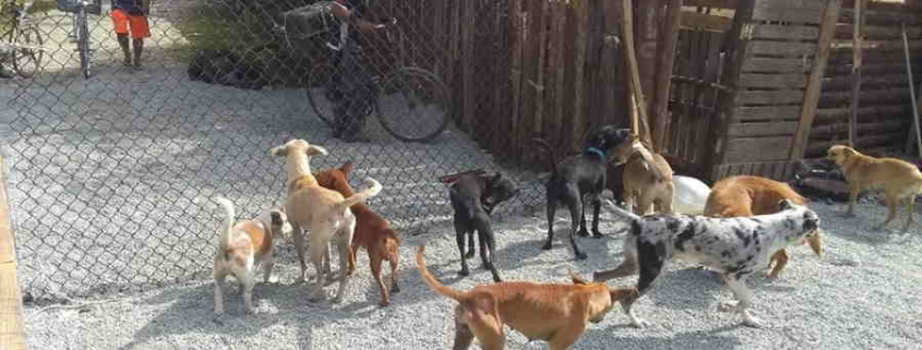 Inauguran refugio para perros callejeros en Santa Clara