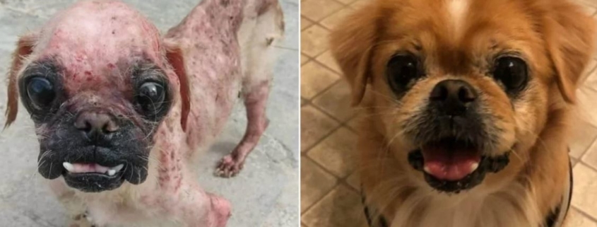 Antes y después de un perro callejero rescatado en Cuba y adoptado en Canadá