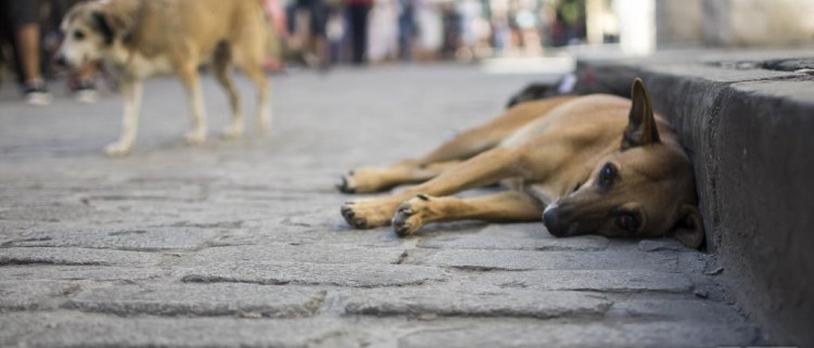 Cuba readies a demanded draft law for animal protection