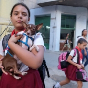 Crean iniciativa por el bienestar animal en Cuba
