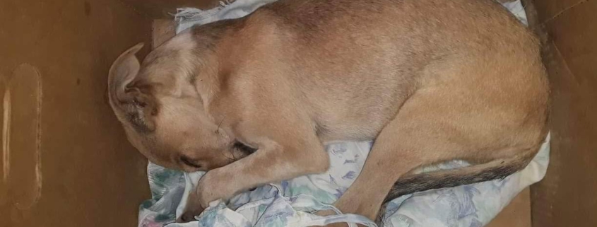 Rescatan a un cachorro apaleado y "tirado como basura" en La Habana