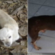 Piden ayuda para encontrar a los dueños de perros abandonados en La Habana