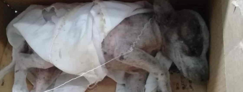 Activistas cubanos denuncian envenenamiento de perros callejeros en Casilda, Trinidad