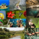 Los primeros resultados en la gestión de la biodiversidad de Cuba