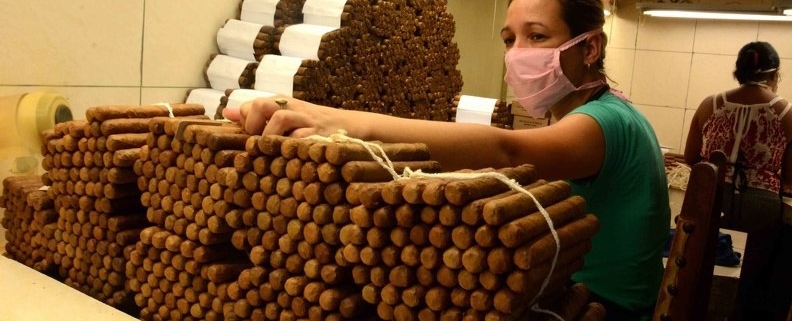 Comercializan tabaco de extrema calidad en provincia de Cienfuegos