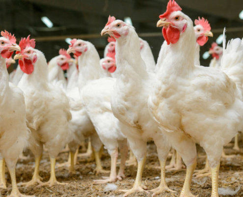 Cuba increases poultry imports from the US to focus on eggs