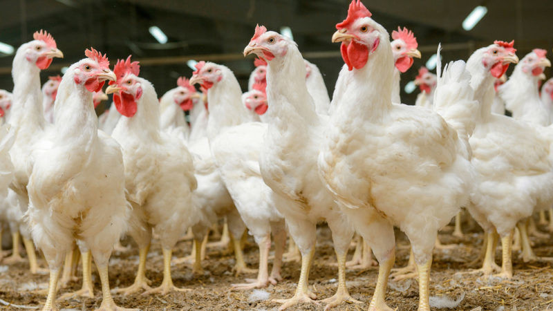 Cuba increases poultry imports from the US to focus on eggs