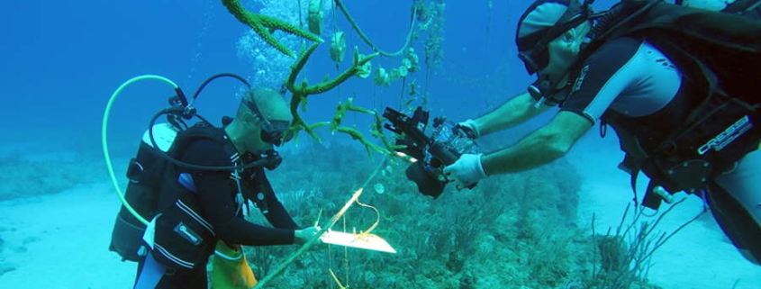 With pristine reefs at stake, Cuba bets on coral nurseries