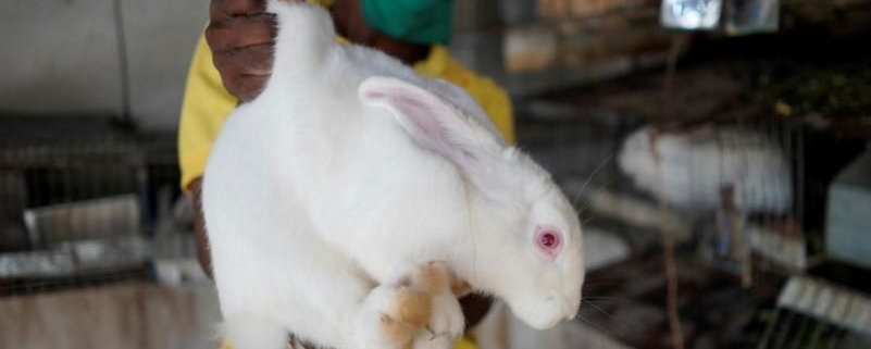 My rabbit for your detergent? Cubans turn to barter as shortages worsen