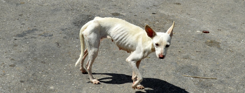 Cuba prevé aprobar este año política de bienestar animal