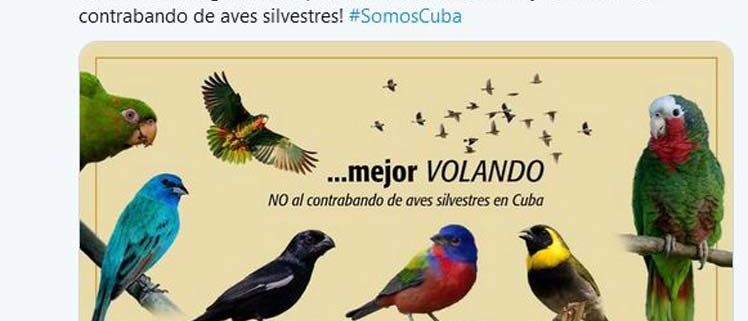Presidente de Cuba llama a enfrentar ilegalidades hacia flora y fauna