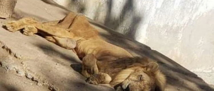 Los leones se mueren de hambre en el zoológico de Las Tunas
