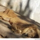 Los leones se mueren de hambre en el zoológico de Las Tunas
