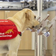 ¿Podrían perros entrenados detectar el nuevo coronavirus?