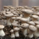 Organic farming mushrooms in Cuba amid COVID-19