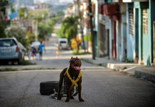 Les amoureux des animaux à Cuba espèrent qu'une nouvelle loi 