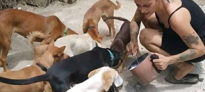 Cuba approves animal welfare law after civil society pressure