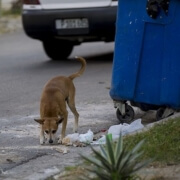 Animal Welfare Law in Cuba proposes fines of up to 7 thousand pesos to those who violate an animal