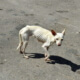 Ley de Bienestar Animal en Cuba propone multas de hasta 7 mil pesos a quienes vulneren a un animal