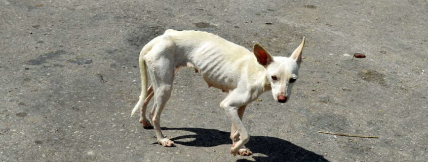 Ley de Bienestar Animal en Cuba propone multas de hasta 7 mil pesos a quienes vulneren a un animal