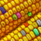 Cuba Bets on GM Corn to Increase Production