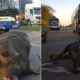 Ómnibus de Transtur choca contra un búfalo en la Autopista Nacional