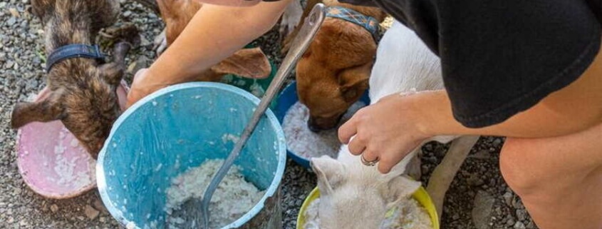 Animalistas alertan sobre intención de cobrar impuestos a rescatadores